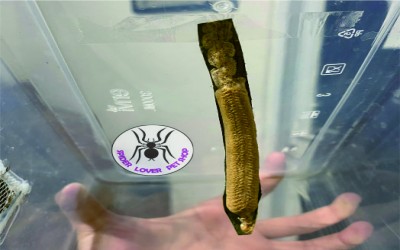 1 TELUR ORCHID MANTIS